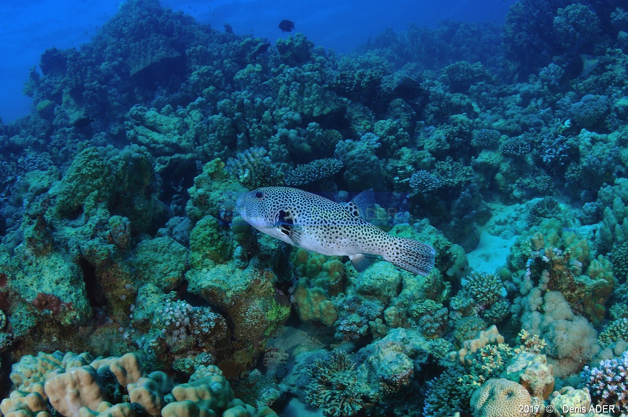 Arothron-stellatus poisson ballon etoile ambiance-Safaga Abu Soma Garden-21m-20171121-Denis-ADER-DSC_3239_tn.jpg